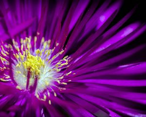 Preview wallpaper flower, pollen, petals