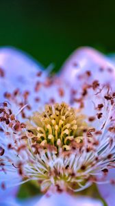 Preview wallpaper flower, pollen, petals, macro