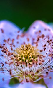 Preview wallpaper flower, pollen, petals, macro