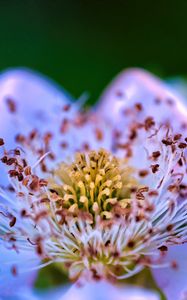 Preview wallpaper flower, pollen, petals, macro