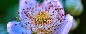 Preview wallpaper flower, pollen, petals, macro