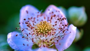 Preview wallpaper flower, pollen, petals, macro