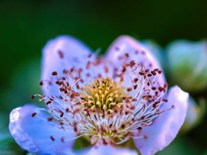 Preview wallpaper flower, pollen, petals, macro