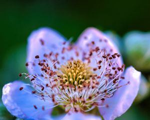 Preview wallpaper flower, pollen, petals, macro