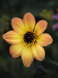 Preview wallpaper flower, pollen, petals, stamens, macro