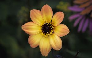 Preview wallpaper flower, pollen, petals, stamens, macro