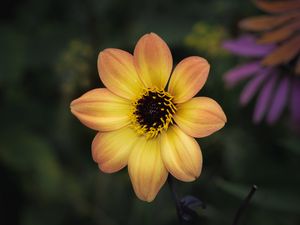 Preview wallpaper flower, pollen, petals, stamens, macro