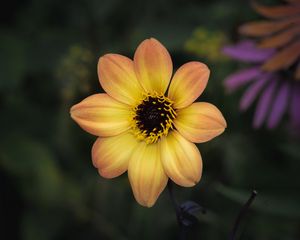 Preview wallpaper flower, pollen, petals, stamens, macro