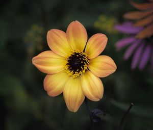 Preview wallpaper flower, pollen, petals, stamens, macro