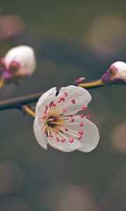 Preview wallpaper flower, pollen, petals, spring, macro