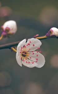 Preview wallpaper flower, pollen, petals, spring, macro