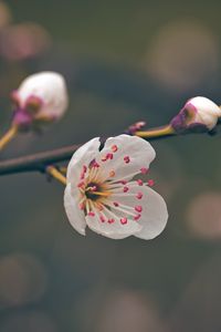Preview wallpaper flower, pollen, petals, spring, macro