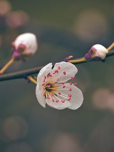 Preview wallpaper flower, pollen, petals, spring, macro