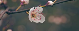 Preview wallpaper flower, pollen, petals, spring, macro