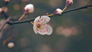 Preview wallpaper flower, pollen, petals, spring, macro