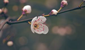 Preview wallpaper flower, pollen, petals, spring, macro