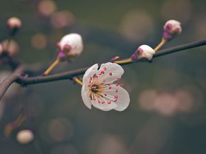 Preview wallpaper flower, pollen, petals, spring, macro