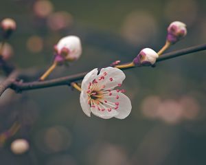 Preview wallpaper flower, pollen, petals, spring, macro