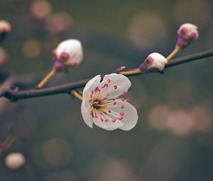 Preview wallpaper flower, pollen, petals, spring, macro