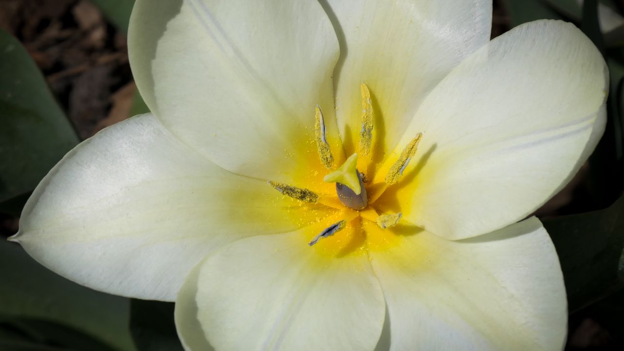 Wallpaper flower, pollen, petals, macro, white