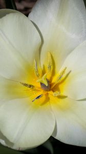 Preview wallpaper flower, pollen, petals, macro, white