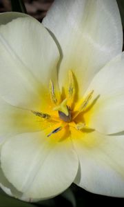 Preview wallpaper flower, pollen, petals, macro, white