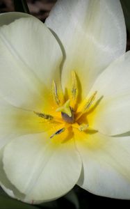 Preview wallpaper flower, pollen, petals, macro, white