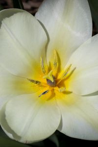 Preview wallpaper flower, pollen, petals, macro, white