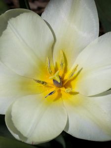 Preview wallpaper flower, pollen, petals, macro, white