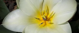 Preview wallpaper flower, pollen, petals, macro, white