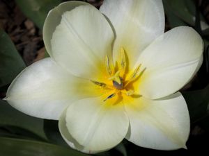 Preview wallpaper flower, pollen, petals, macro, white