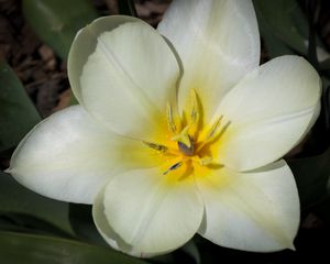 Preview wallpaper flower, pollen, petals, macro, white