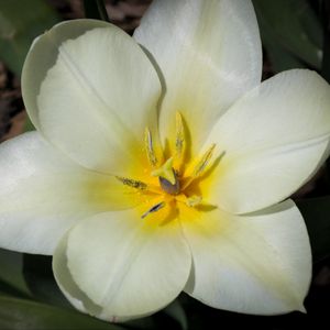 Preview wallpaper flower, pollen, petals, macro, white