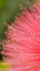 Preview wallpaper flower, pollen, plant, pink, macro