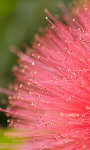 Preview wallpaper flower, pollen, plant, pink, macro