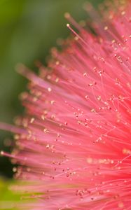 Preview wallpaper flower, pollen, plant, pink, macro