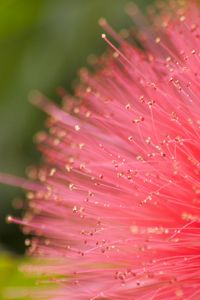 Preview wallpaper flower, pollen, plant, pink, macro