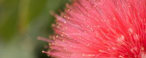 Preview wallpaper flower, pollen, plant, pink, macro