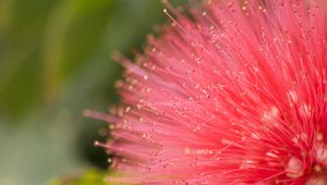 Preview wallpaper flower, pollen, plant, pink, macro