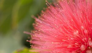 Preview wallpaper flower, pollen, plant, pink, macro