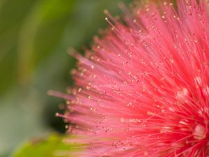 Preview wallpaper flower, pollen, plant, pink, macro