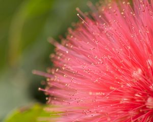 Preview wallpaper flower, pollen, plant, pink, macro