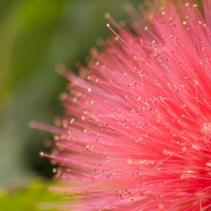 Preview wallpaper flower, pollen, plant, pink, macro