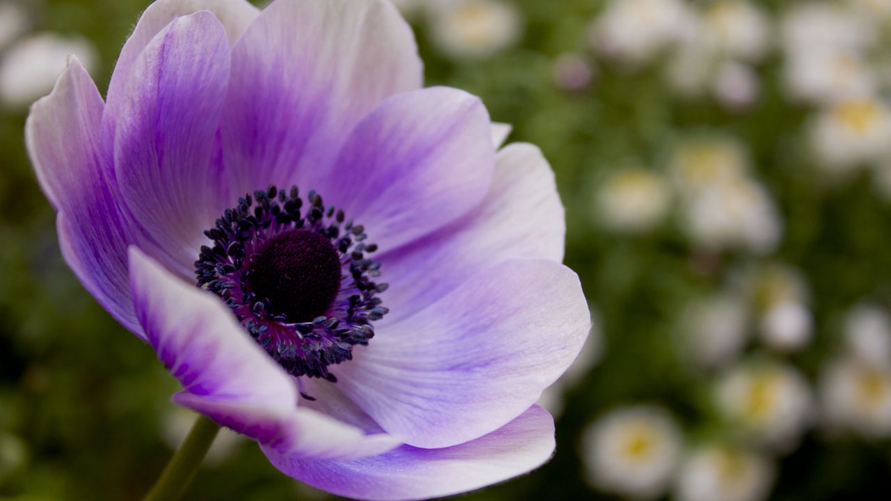Wallpaper flower, pollen, purple, stem