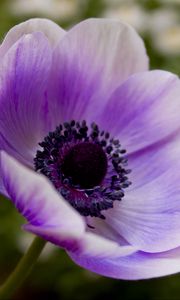 Preview wallpaper flower, pollen, purple, stem