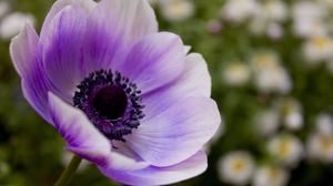 Preview wallpaper flower, pollen, purple, stem