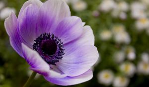 Preview wallpaper flower, pollen, purple, stem