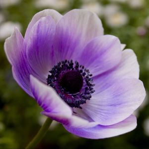 Preview wallpaper flower, pollen, purple, stem