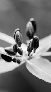 Preview wallpaper flower, pollen, seeds, petals, macro, black and white