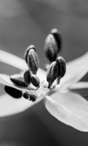 Preview wallpaper flower, pollen, seeds, petals, macro, black and white